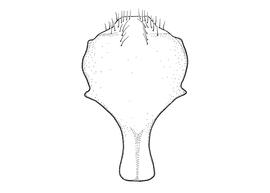   Anthidium clypeodentatum  male, diagram showing ventral view of eighth sternum (S8), diagram from Gonzalez and Griswold 2013 
